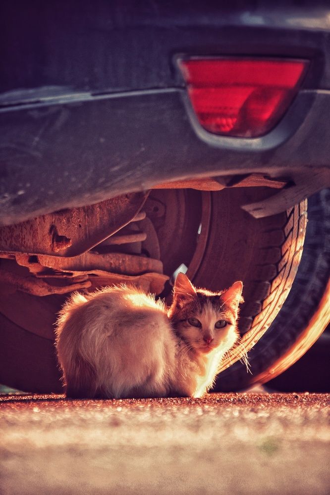 Photograph by Никита Брутман Broutman