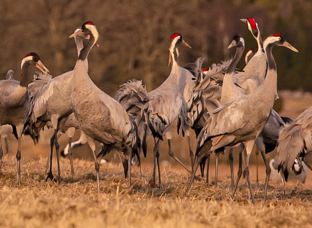 Продолжим танец в небесах