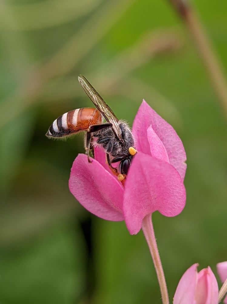 A busy pollinator.