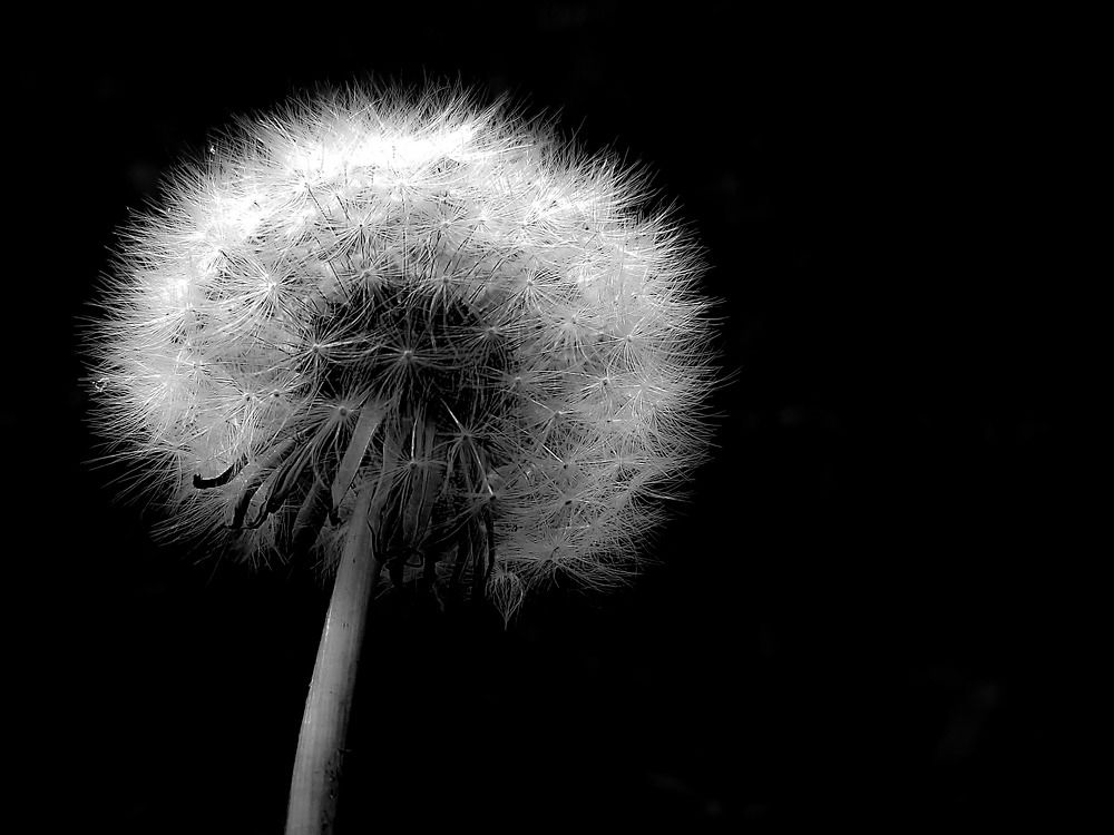 Photograph by Angelo Sab