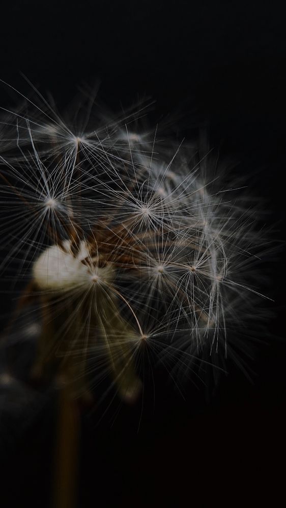 «Одуванчик»