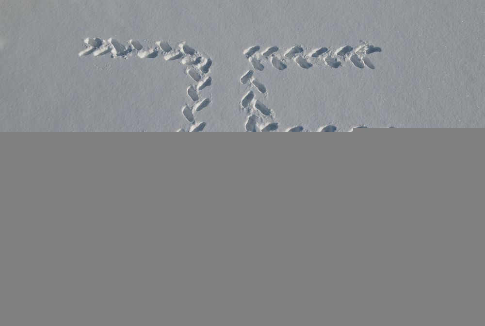 Photograph by Михаил Гулика