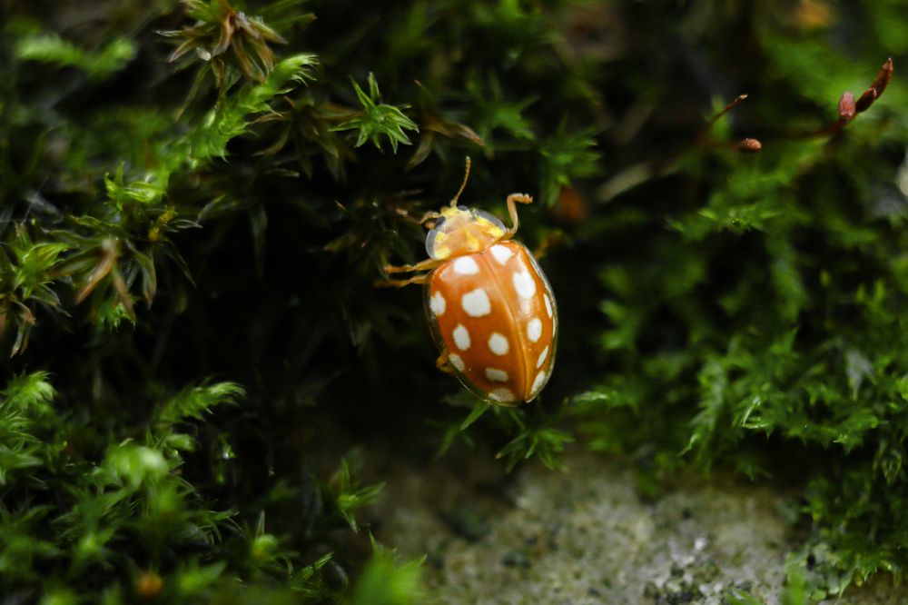 Галиция шестнадцатипятнистая