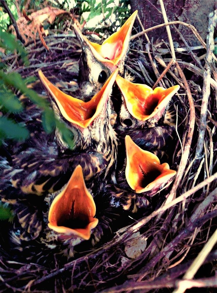 Хор турецкого