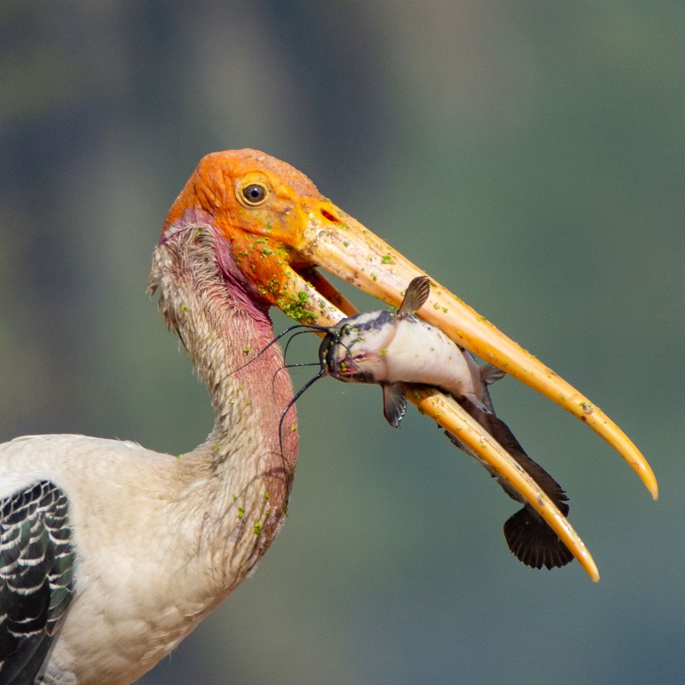 Photograph by Soumya Chandan Panda