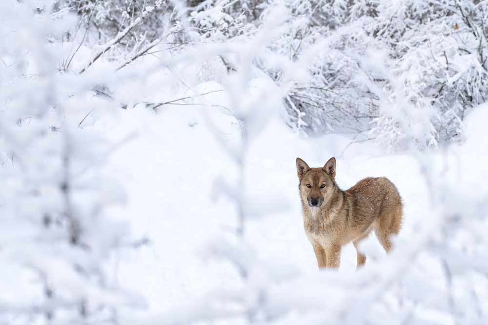 Одинокий волк