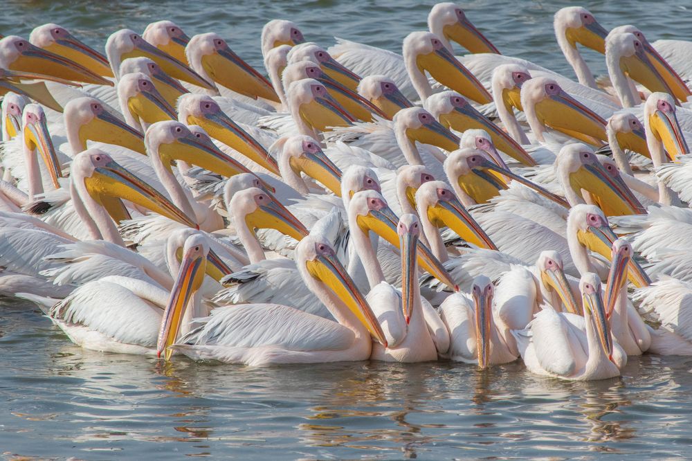 Коллективная рыбалка ...