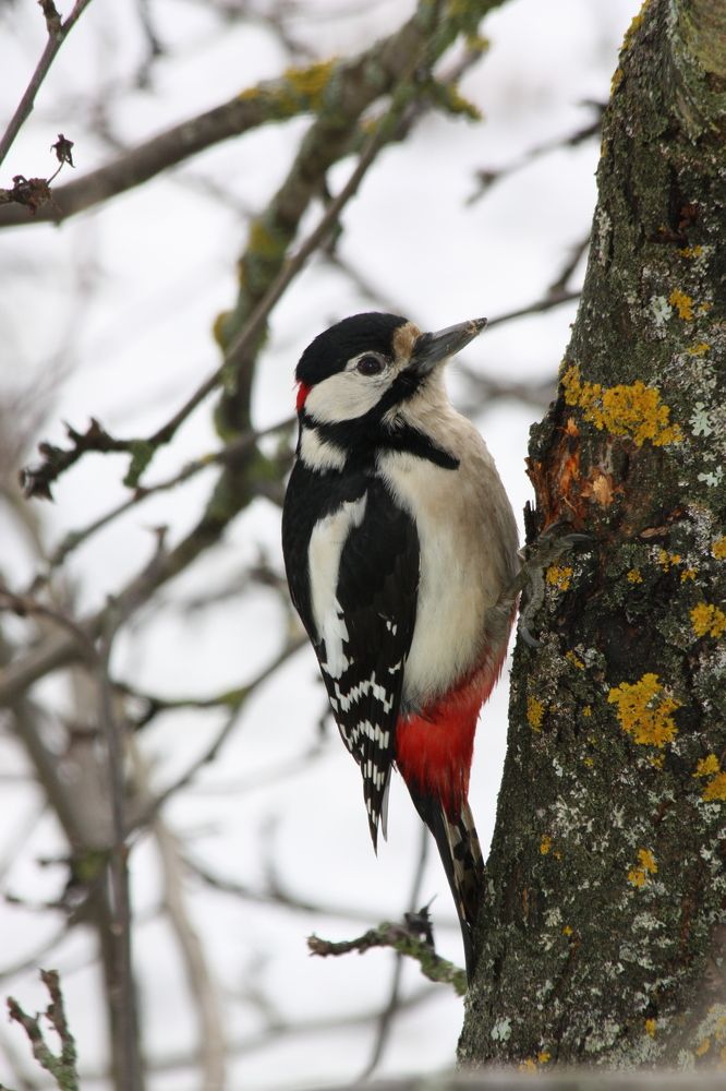 Большой пёстрый дятел