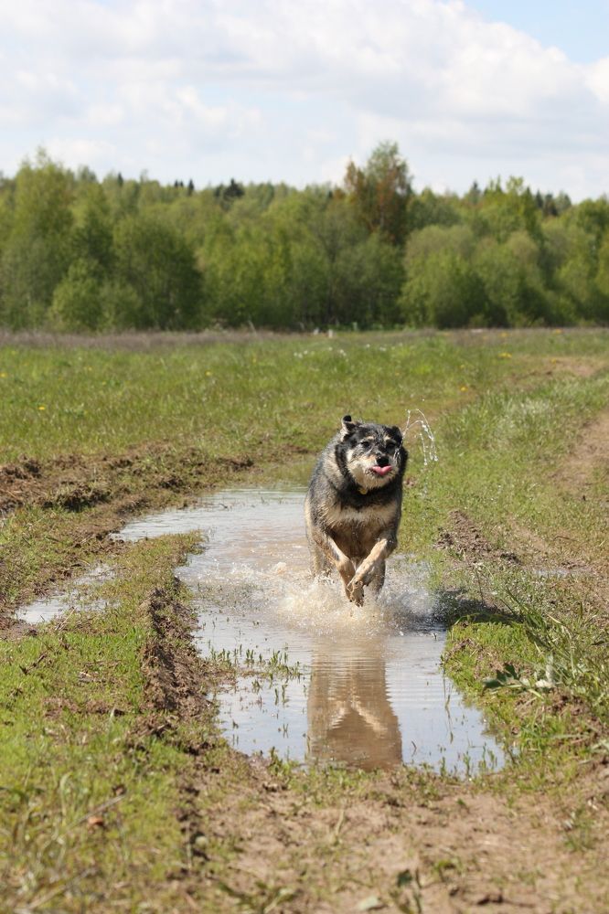 Собачка-кит, Глаша.