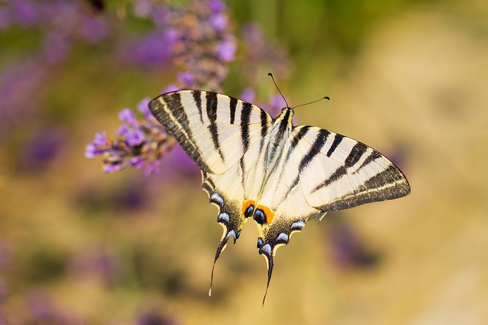 Photograph by Станка Петрова