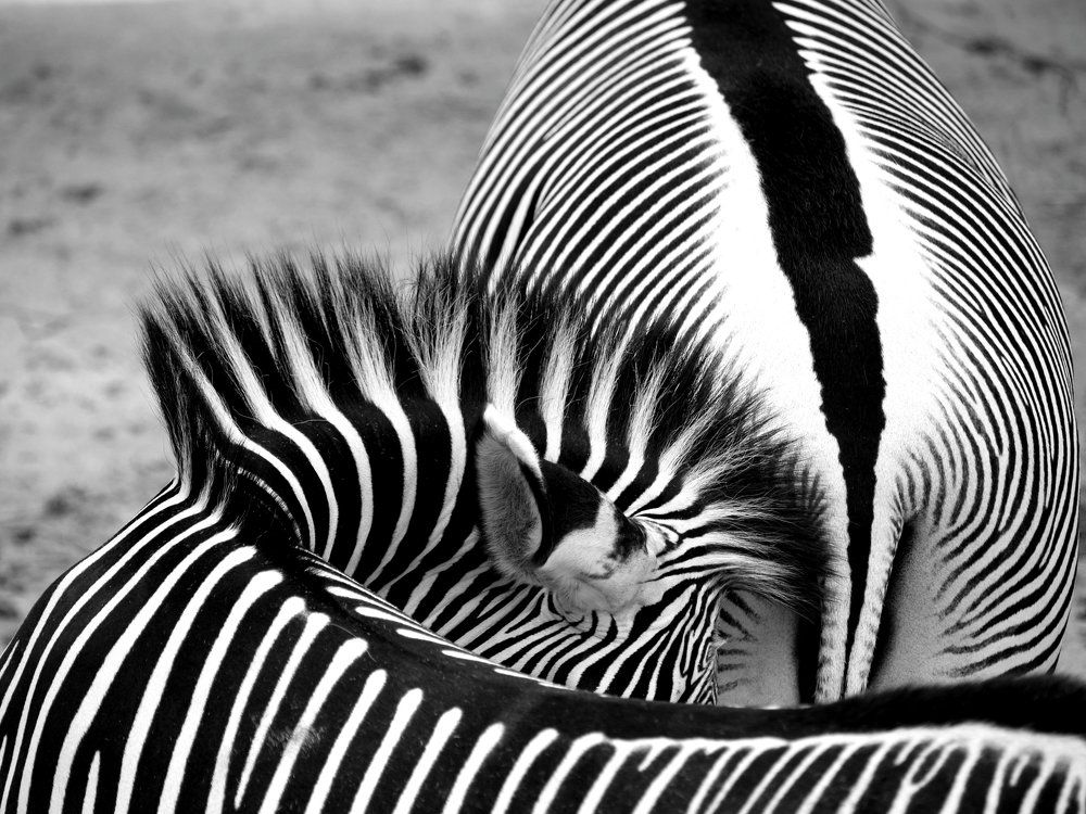 Black and white stripes / Черно-белые полосы