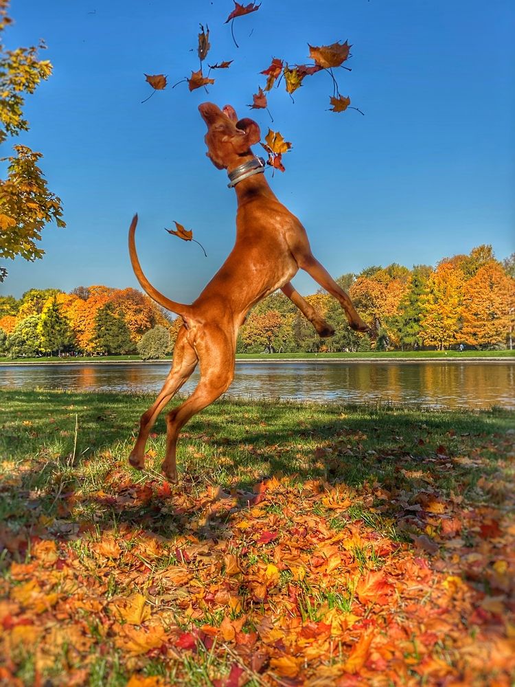 Flying dog