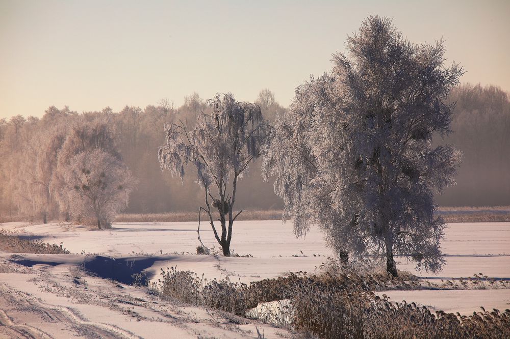 Photograph by Nikolay  Protasenya