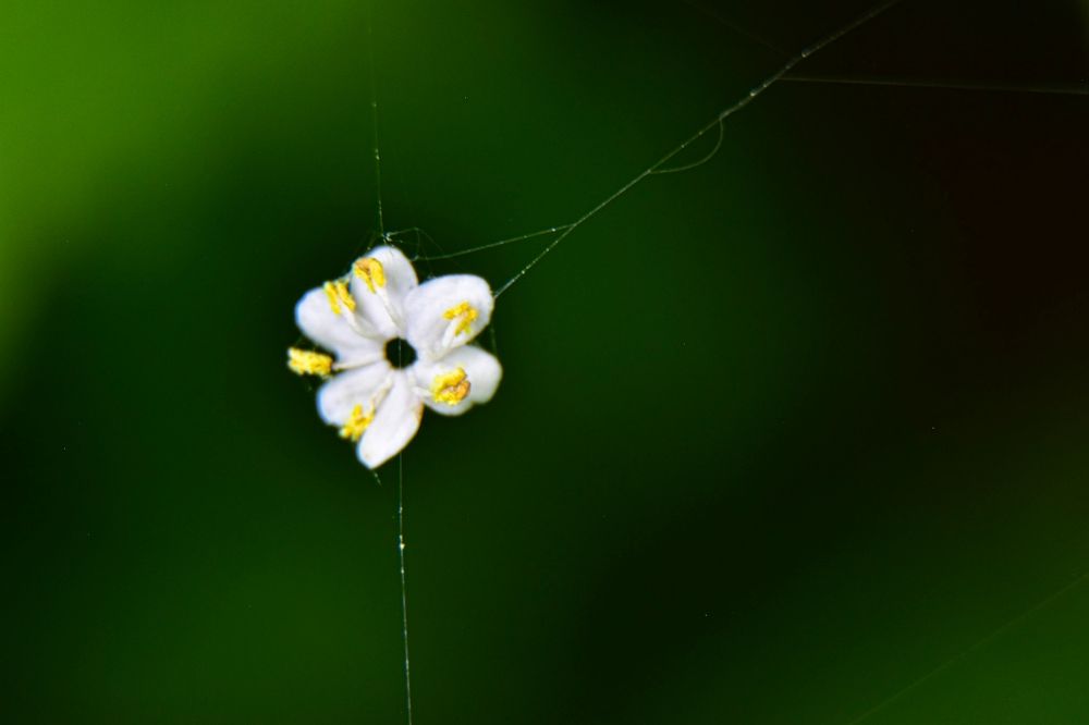 Photograph by Karolina Navodnik