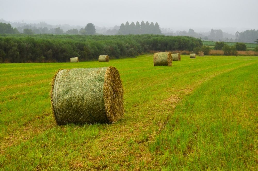 Photograph by Ольга Хомякова
