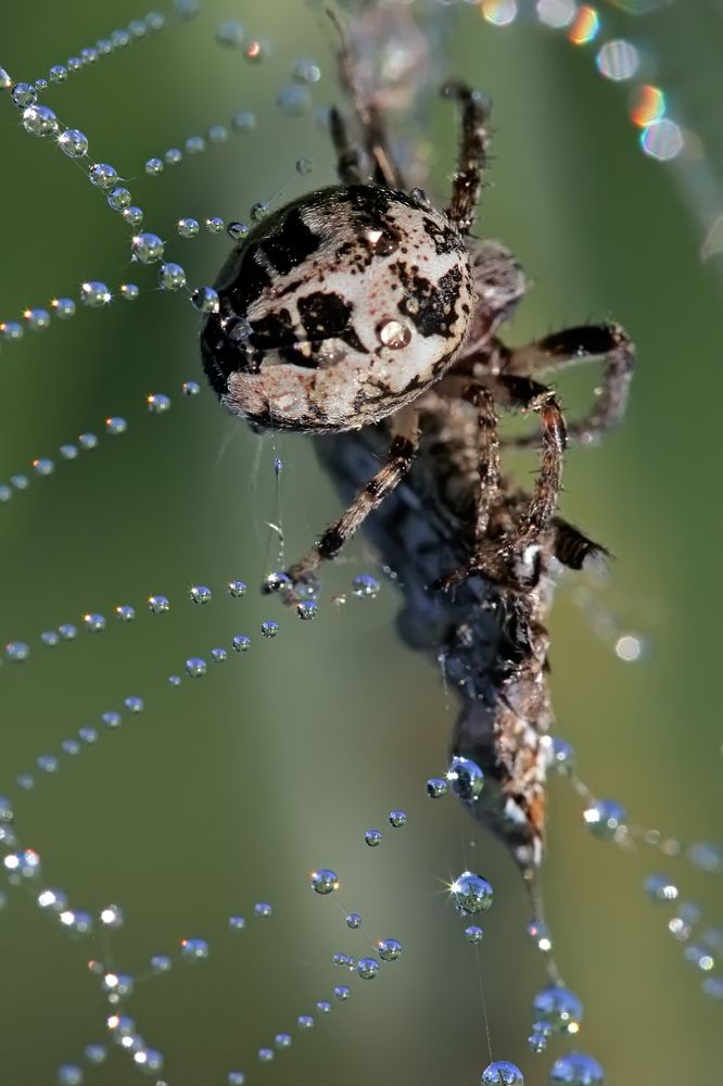 История одного убийства