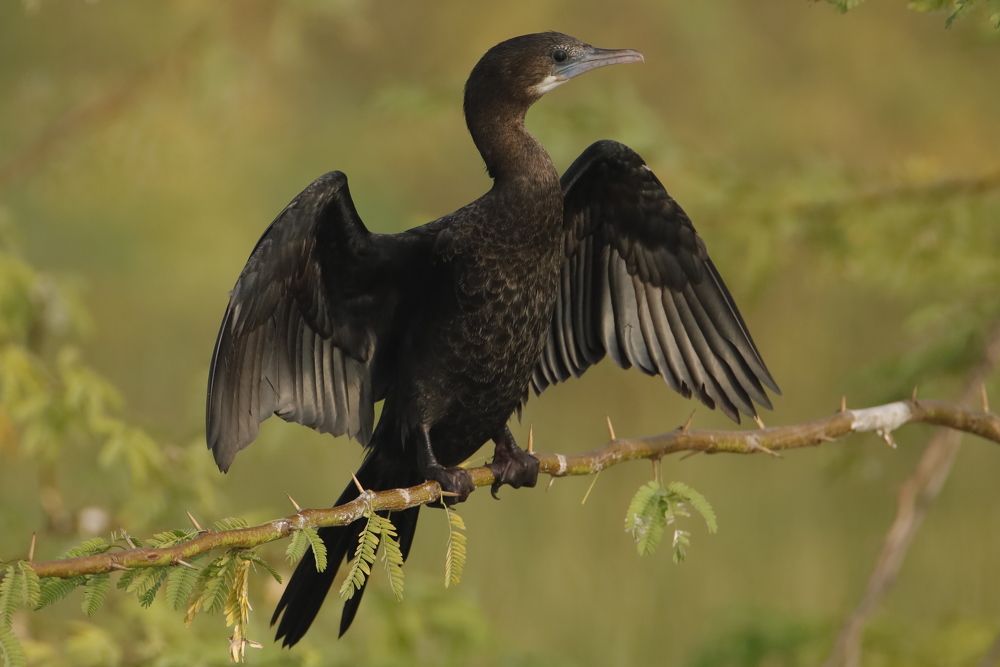 Photograph by Aahan Roy