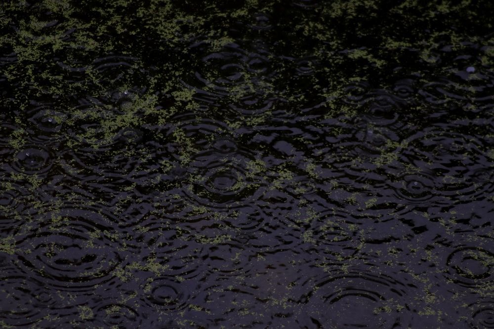 Photograph by Andrea Alcalá