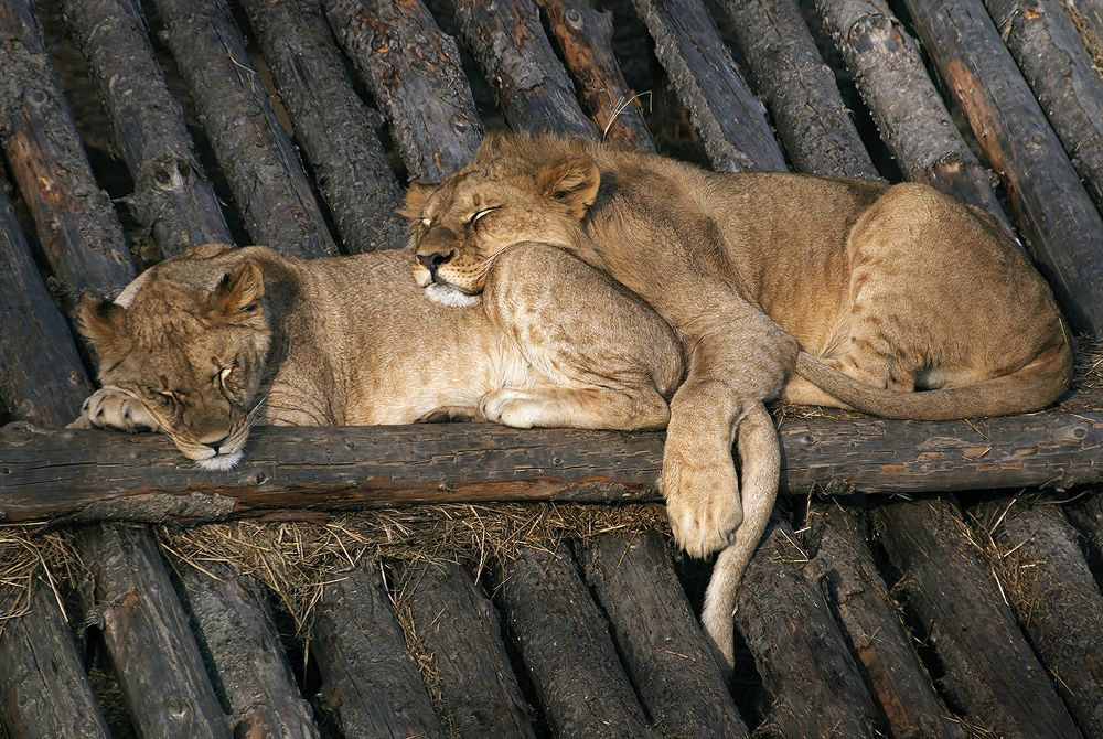 Сладкая парочка