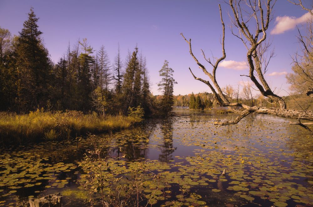 Фотография автора Rodnev Vadim