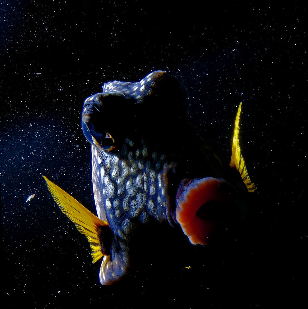 Photograph by Alain NEGRONI