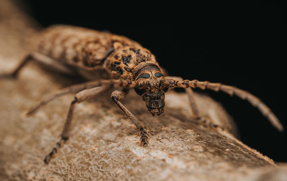 Photograph by Athabarani Osman