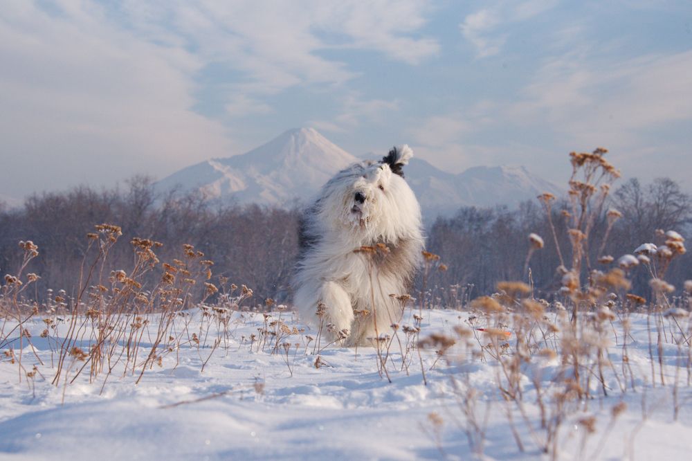 Кайзер и Авачинский вулан