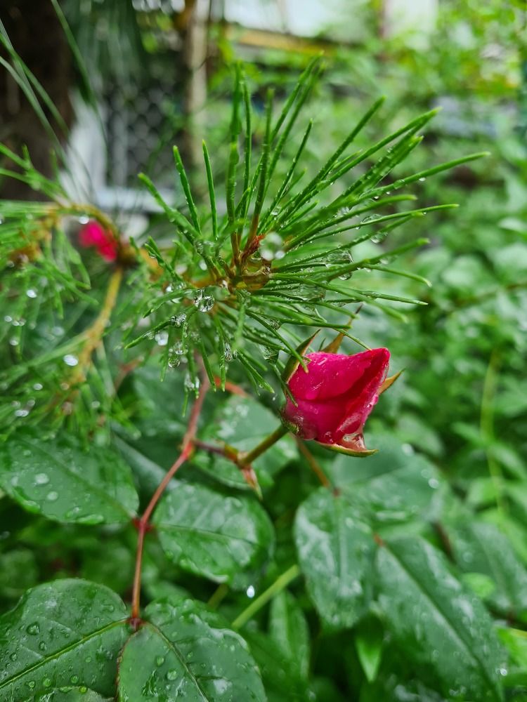 Photograph by Александра