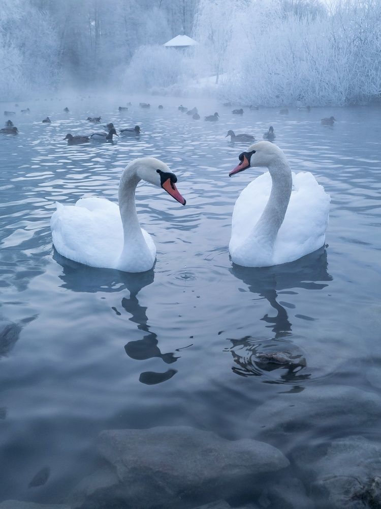 Photograph by Людмила