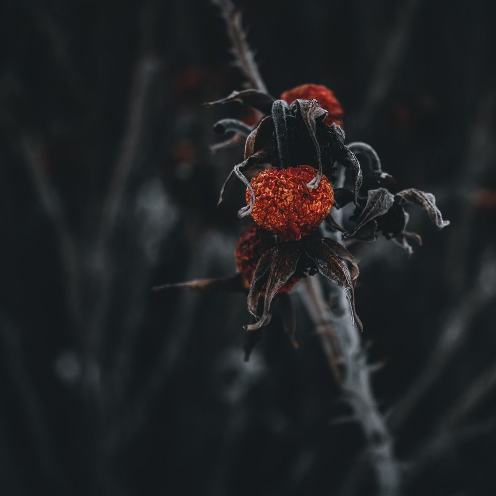 Photograph by Кристина Полякова