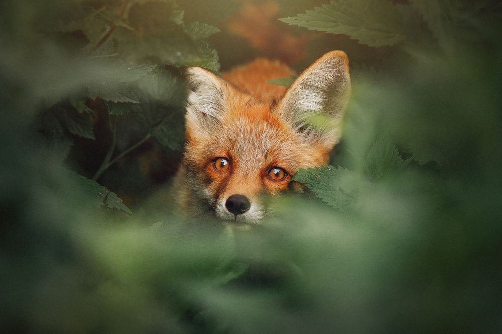 Photograph by Полина Сергеевна