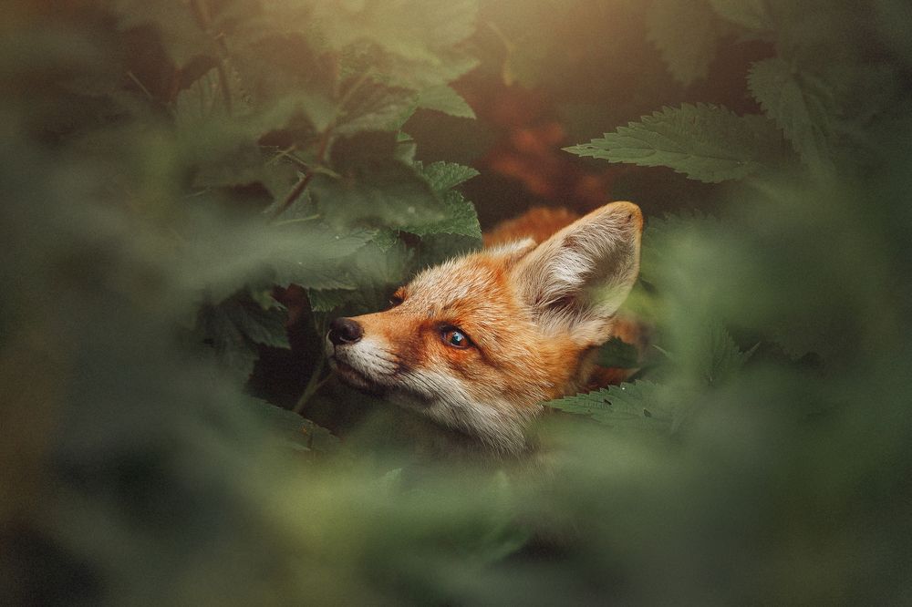 Photograph by Полина Сергеевна