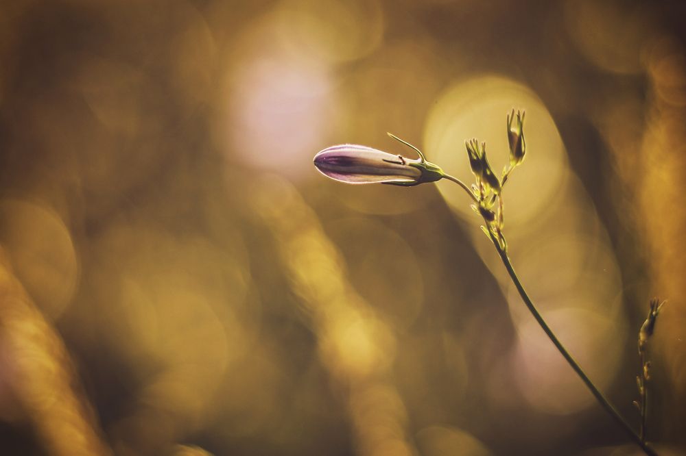 Photograph by Gabriela Ottova