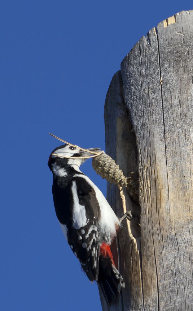 Caught in the middle