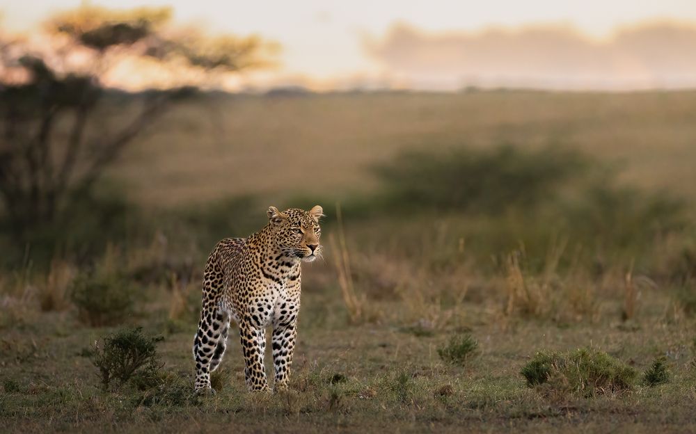 Photograph by Jayakumar MN