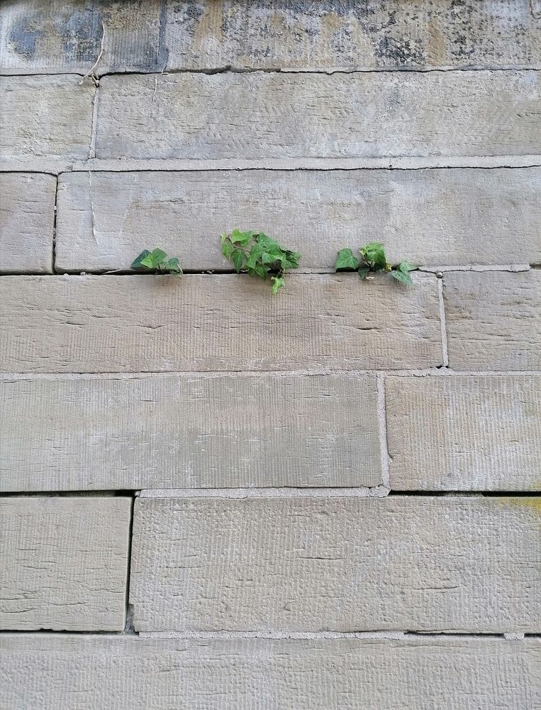 Plants growing on the Wall