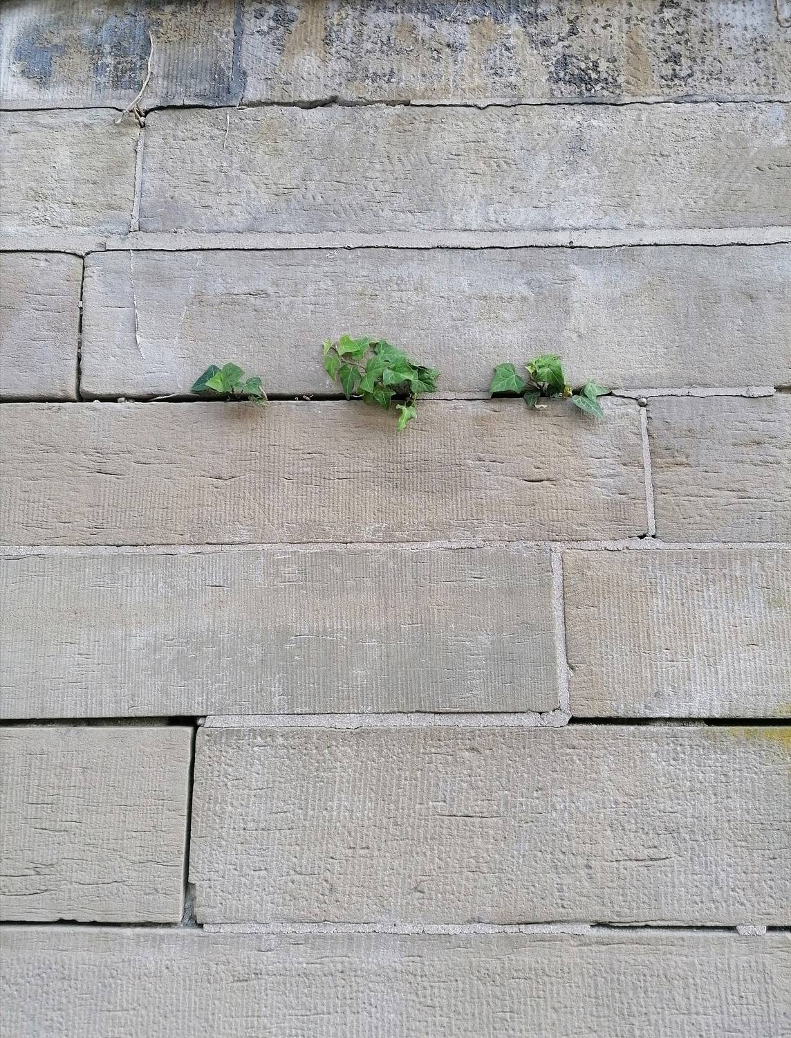Plants growing on the Wall