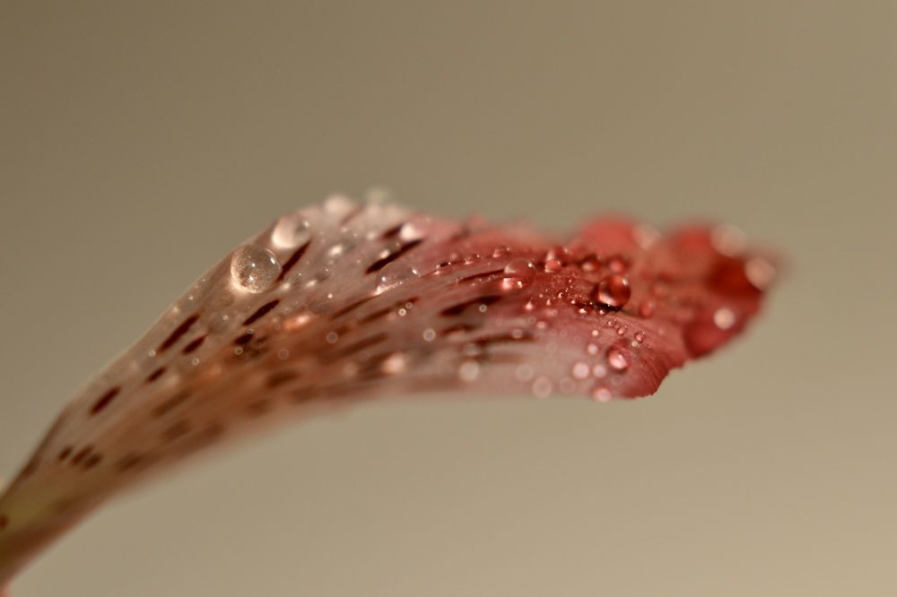 Photograph by Александра