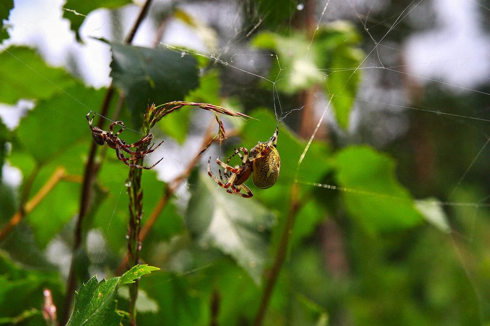 Photograph by Михаил Баевский