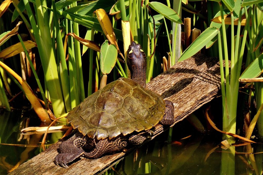 Photograph by backareva irina