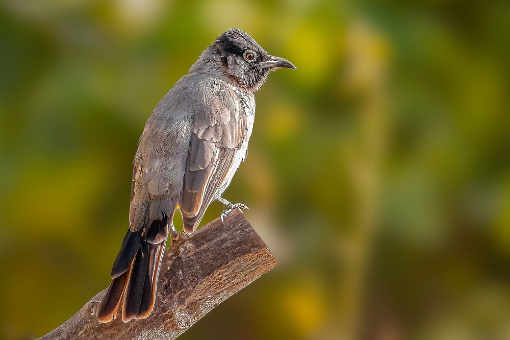 Фотография автора Menah Burmawi