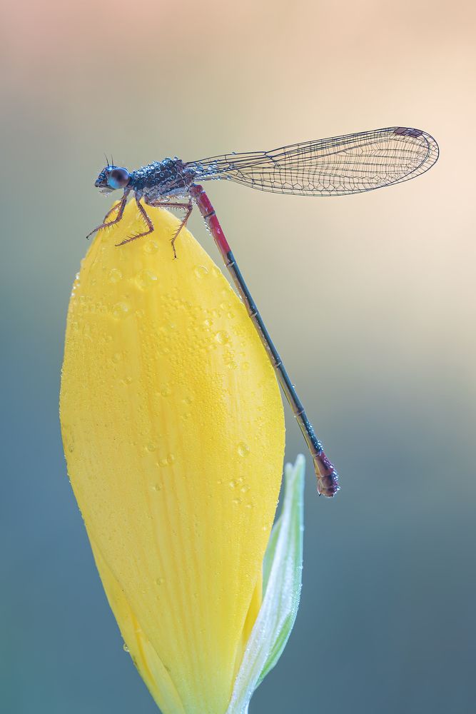Photograph by Massimo Tamajo