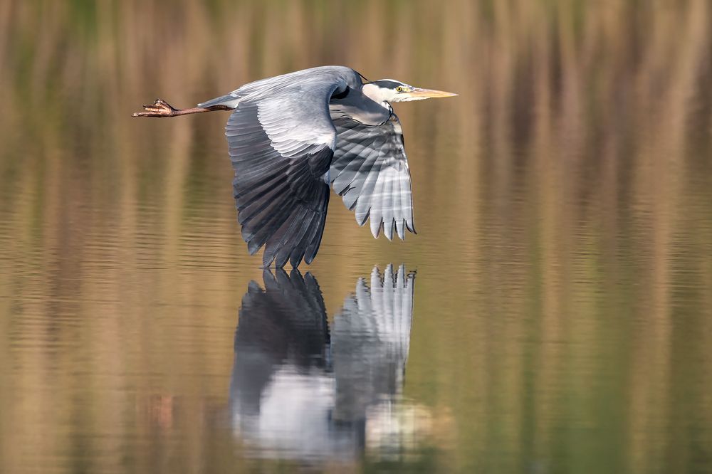 Photograph by Massimo Tamajo