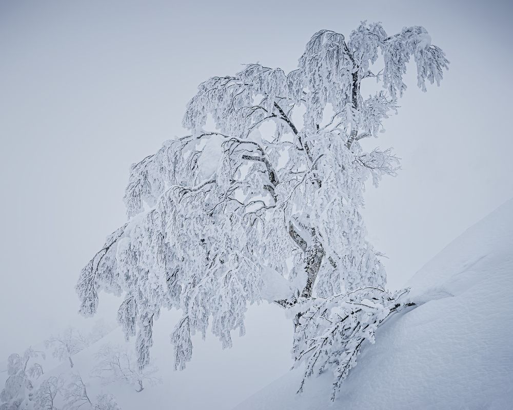 Snow tree