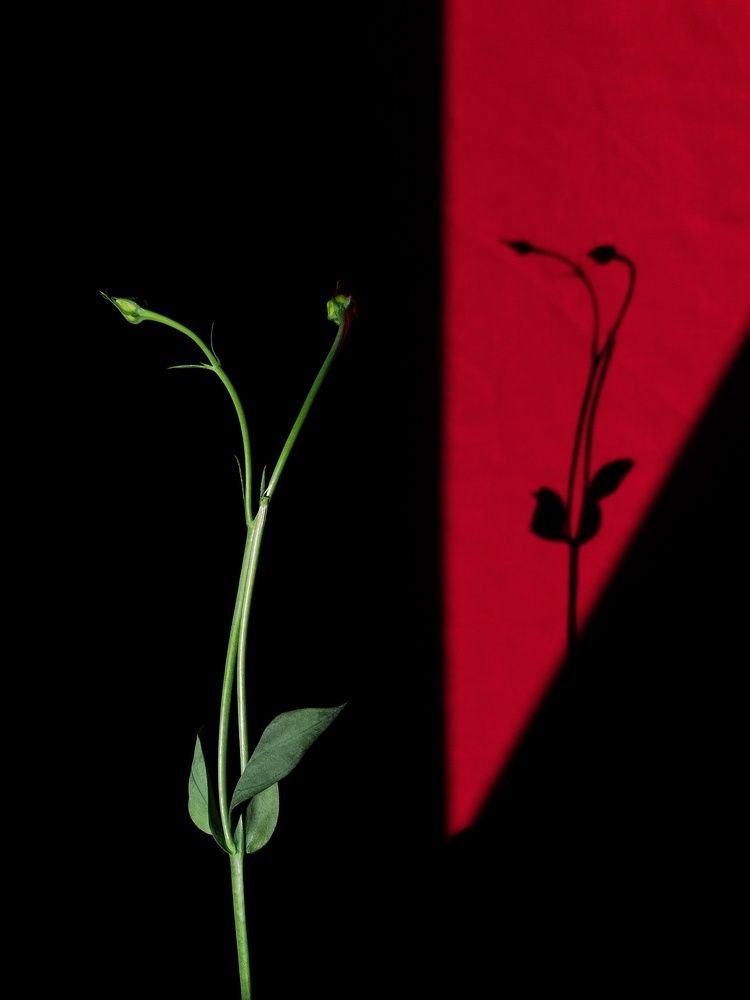 Photograph by Людмила