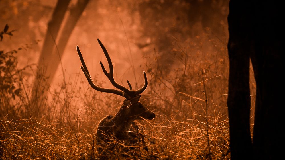 The Horn At The Dawn