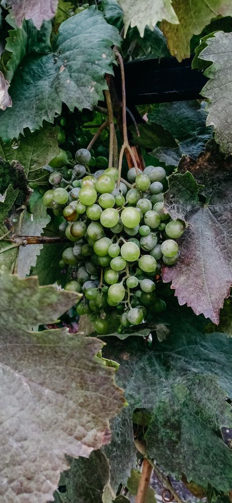 Photograph by Ирина Лузянина