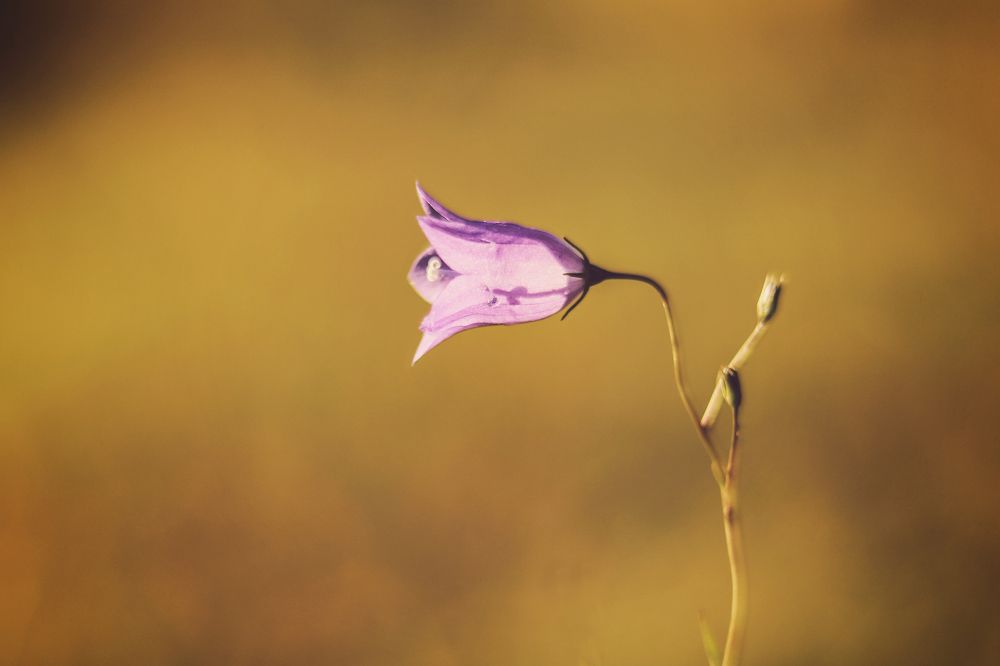 Photograph by Gabriela Ottova