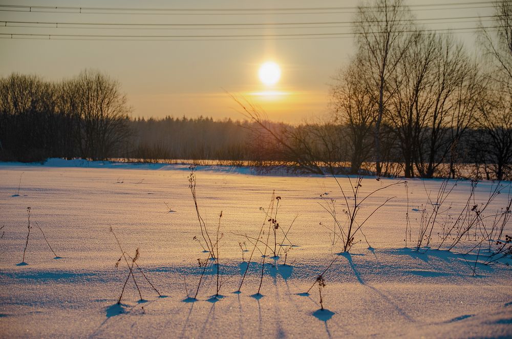 Фотография автора Елена Савельева