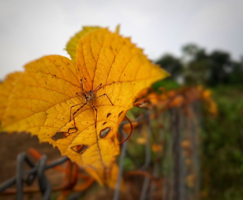 Фотография автора Venkatesh Rao